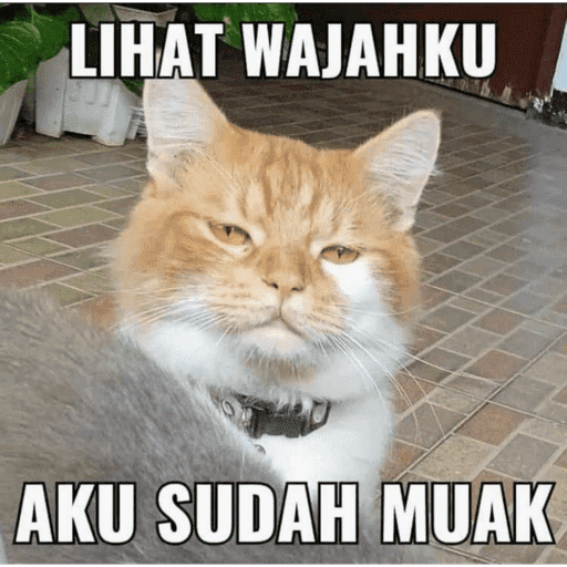 CATS AND DOGS MEME 15