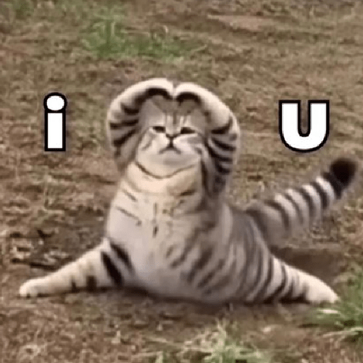 Meme kucing lucu 22