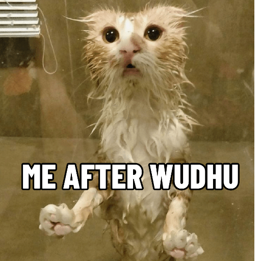 KUCING 2