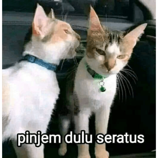 MEME KUCING 1
