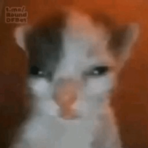 KUCING IMUT  25