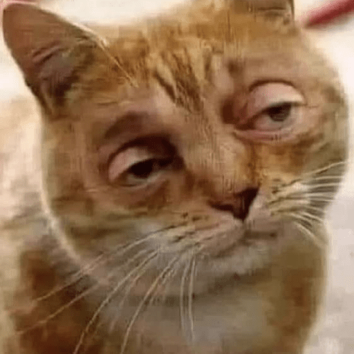 Meme Kucing Gemoy 😸✨ 2