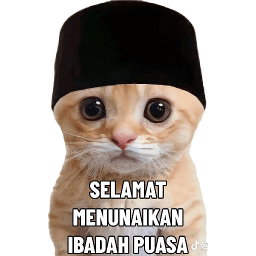 KUCING 8