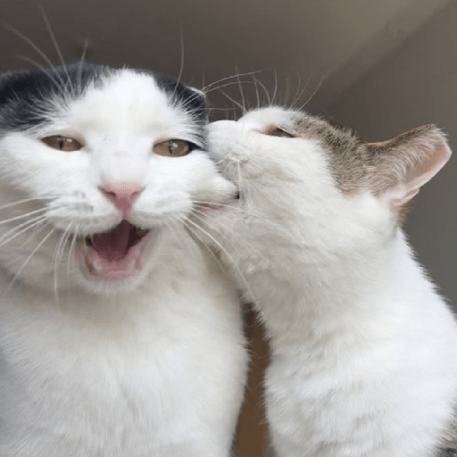 Meme Kucing Gemoy 😸✨ 4