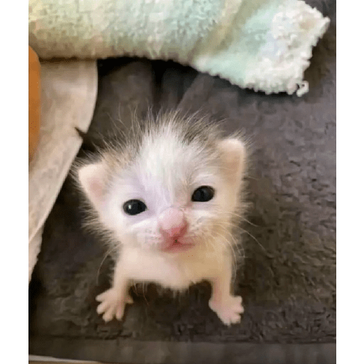 KUCING IMUT  28