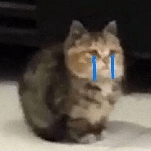 KUCING IMUT  19