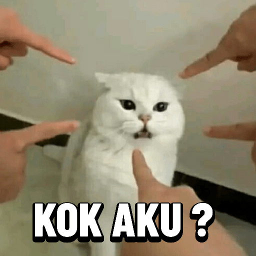 Meme kucing lucu 6