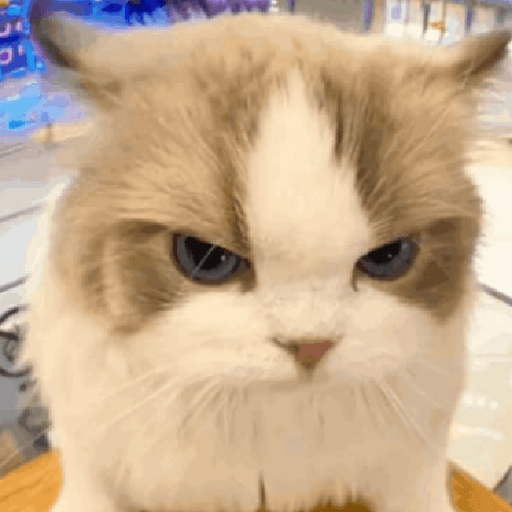 Meme kucing lucu 14
