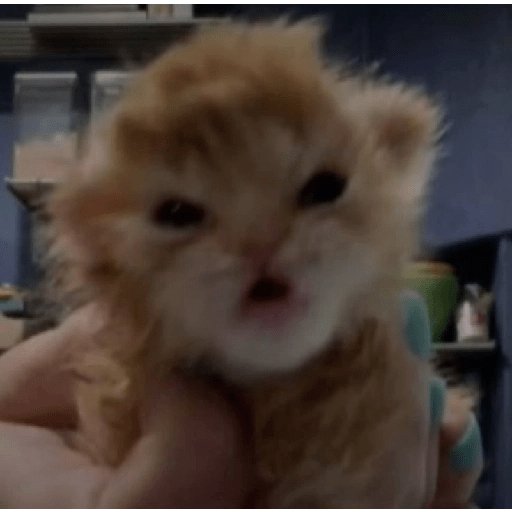 KUCING IMUT  1