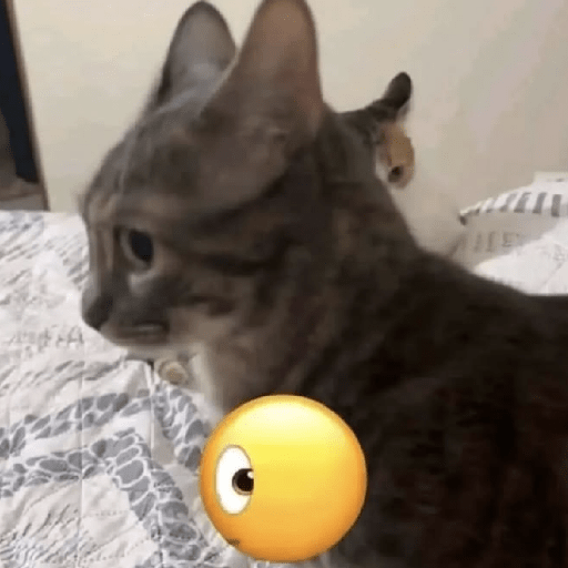 Meme kucing lucu 16