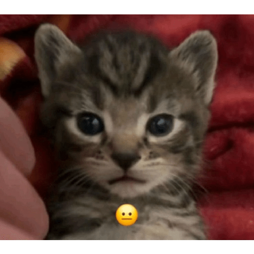 KUCING IMUT  17