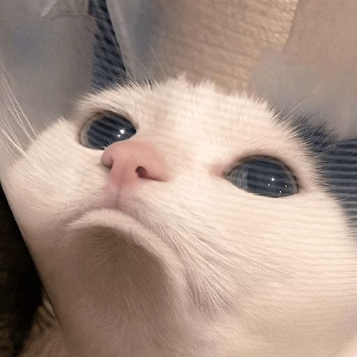 Meme Kucing Gemoy 😸✨ 5