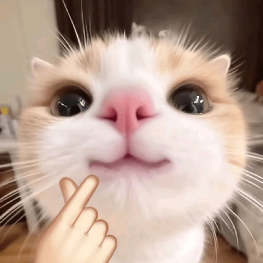 MEME KUCING 3