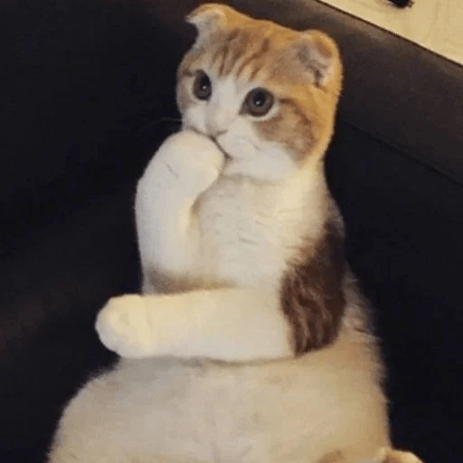 Kucing meme 10