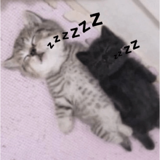 KUCING IMUT  23