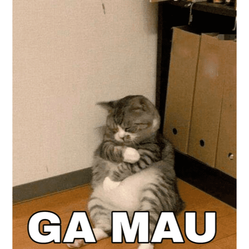 MEME KUCING BARU 2026🐱 11