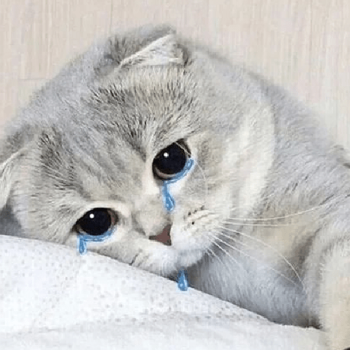 Meme kucing lucu 12