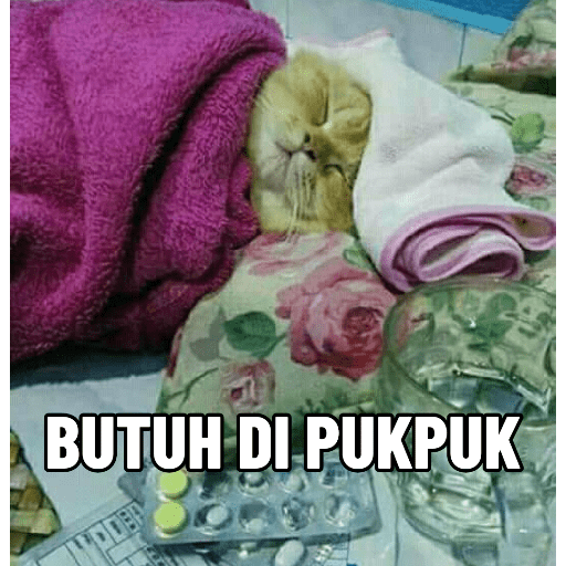 KUCING 14