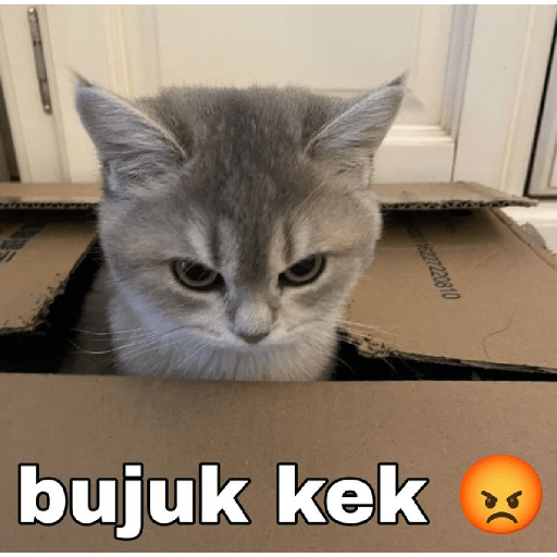 MEME KUCING 12