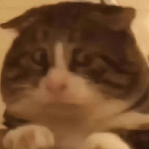 Kucing meme 6