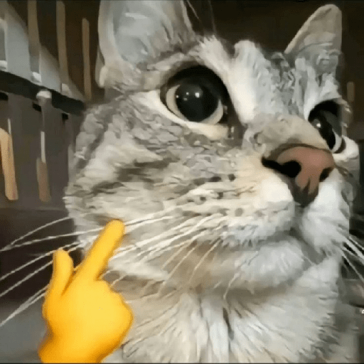 Kucing meme emoji🔥 8