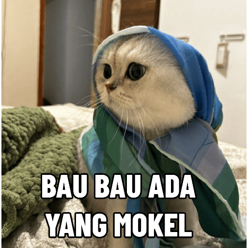 KUCING 6