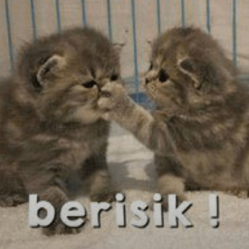 Meme kucing lucu 1