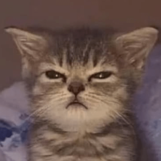 Meme kucing lucu 15