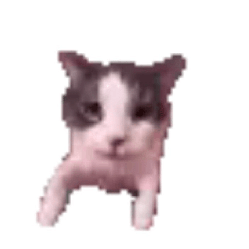 KUCING IMUT  13