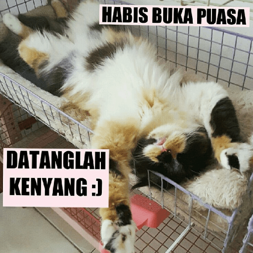 KUCING 4