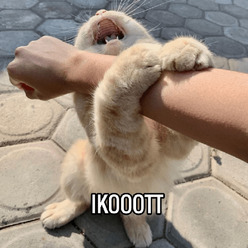 Meme kucing lucu 3