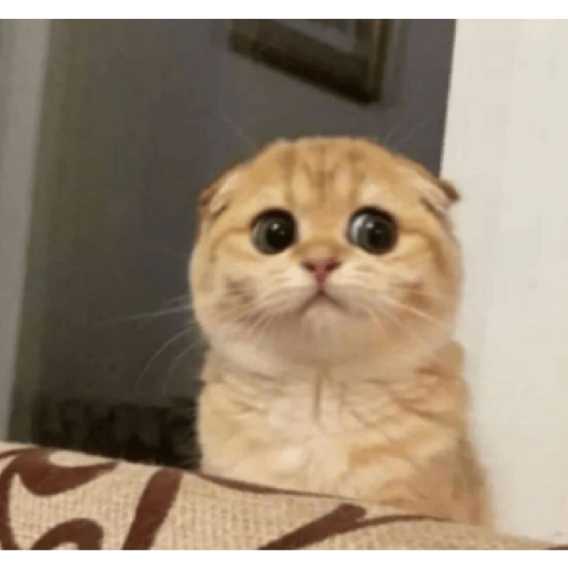 Kucing meme 11