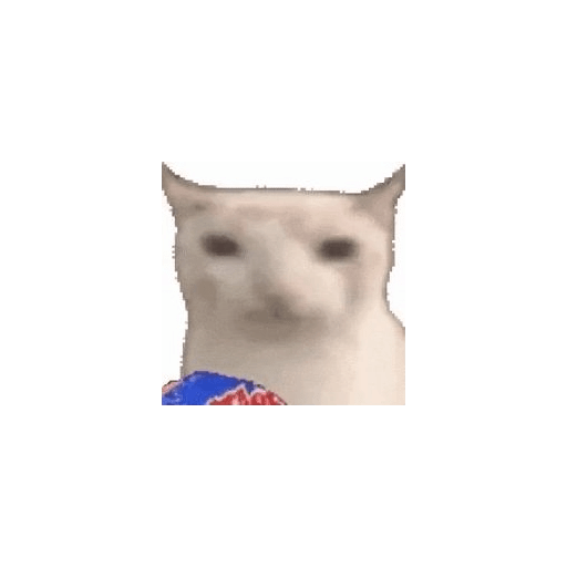 KUCING IMUT  8
