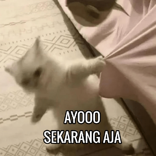 Meme kucing lucu 4