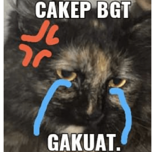 MEME KUCING 13