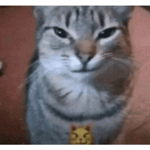 KUCING IMUT  22
