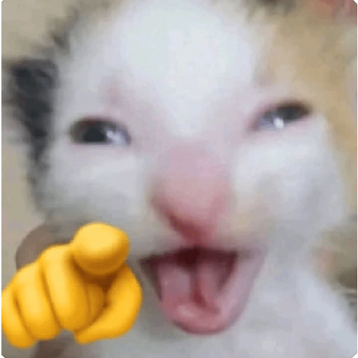 KUCING IMUT  4
