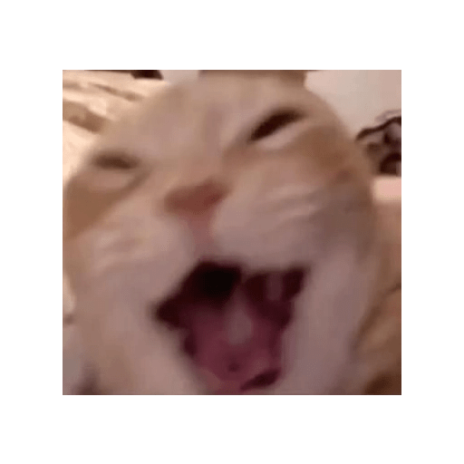 KUCING IMUT  6