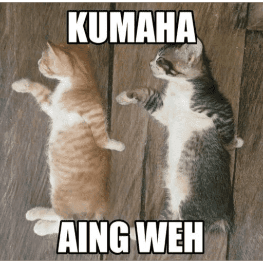 MEME KUCING BARU 2026🐱 14