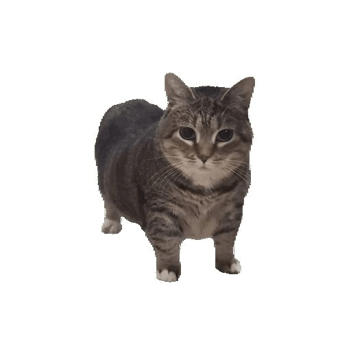 KUCING IMUT  12