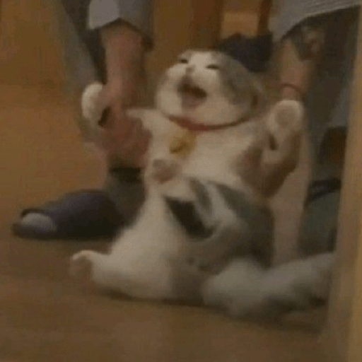 Meme kucing lucu 10