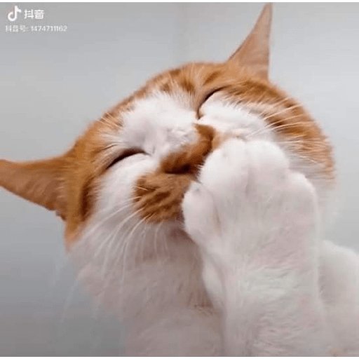 Meme Kucing Gemoy 😸✨ 14