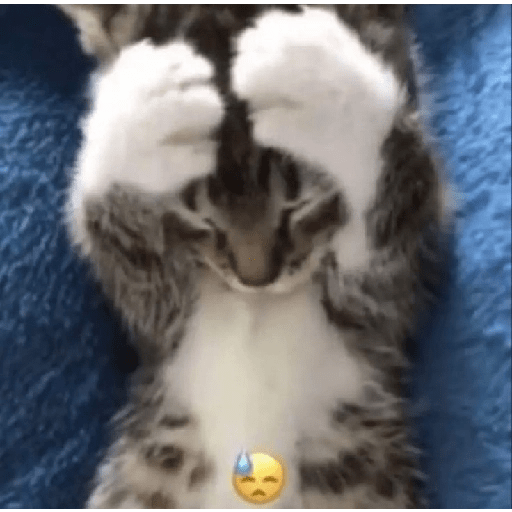 KUCING IMUT  26