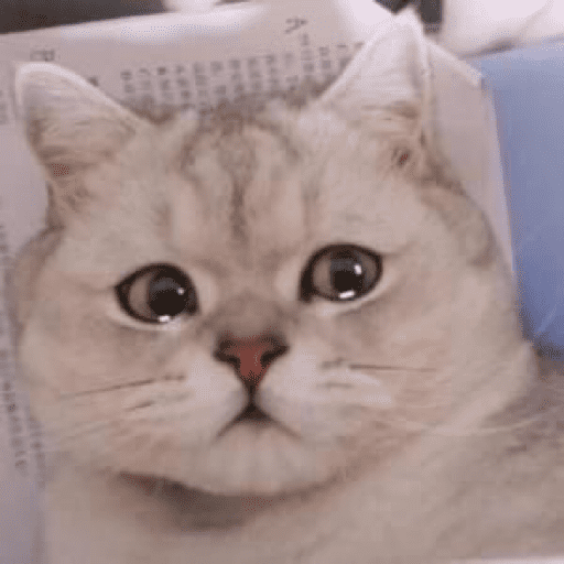 MEME KUCING BARU 2026🐱 17