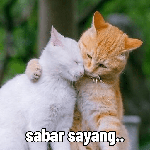 Meme Kucing Gemoy 😸✨ 8