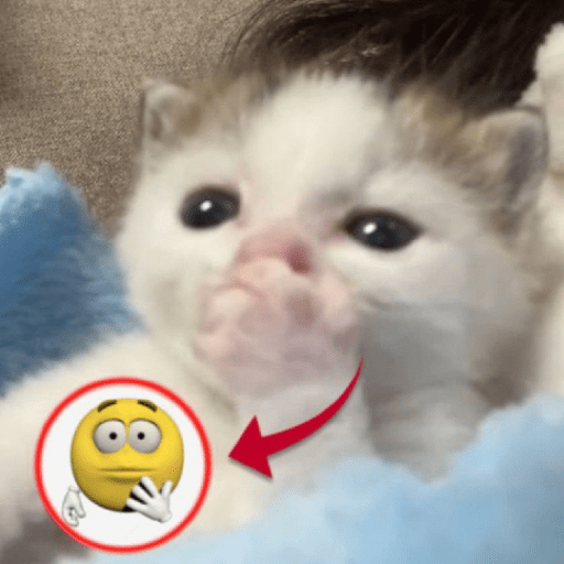 Kucing meme 3