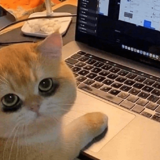 Meme kucing lucu 18