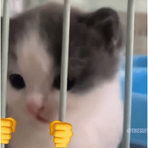 Kucing meme 2