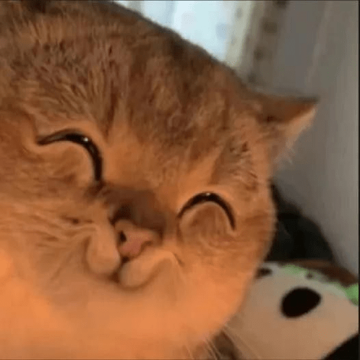Meme kucing lucu 17