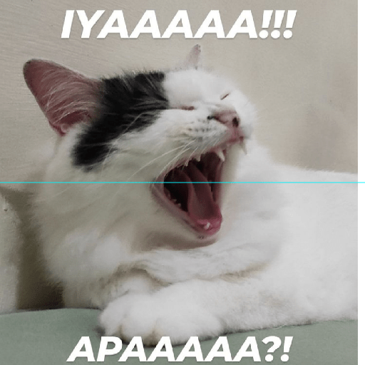 MEME KUCING 9